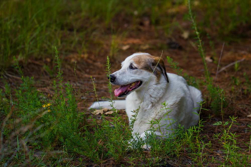 American Eskimo & Basset Hound Mix (Baskimo): Info, Pictures and Traits