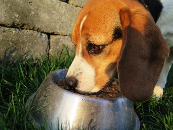 10 Best Dog Foods for Basset Hounds - 2026 Reviews & Top Picks