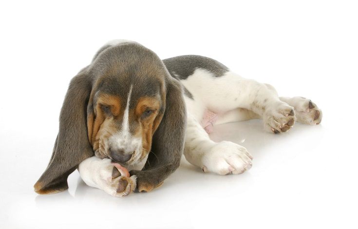 basset hound puppy licking paws