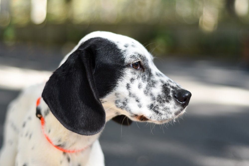 Basset Dalmatian Mix (Bassmatian): Info, Pictures, Characteristics & More