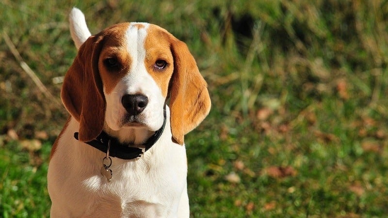 30 European Dog Breeds: A Complete Overview (With Info & Pictures)