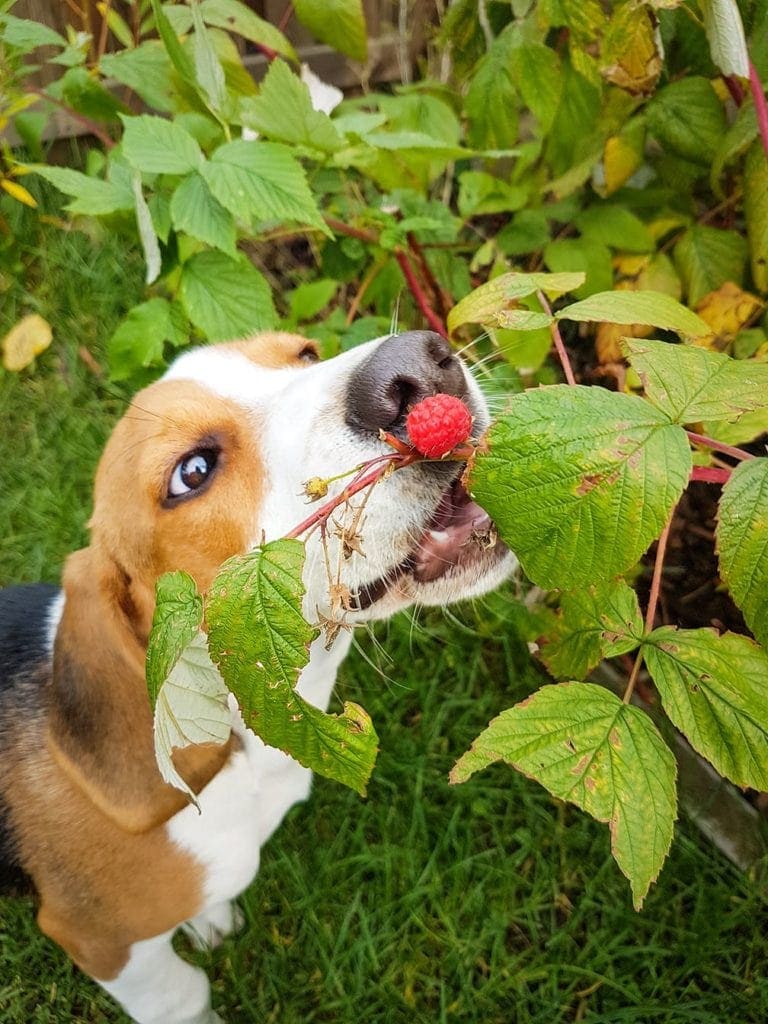 beagle eating raspberry from the bush