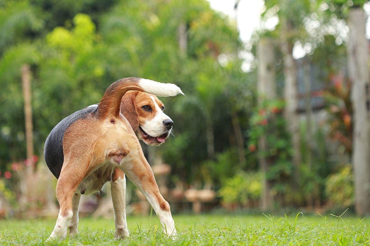 How to Tell if a Dog Is in Heat: 9 Vet Approved Signs