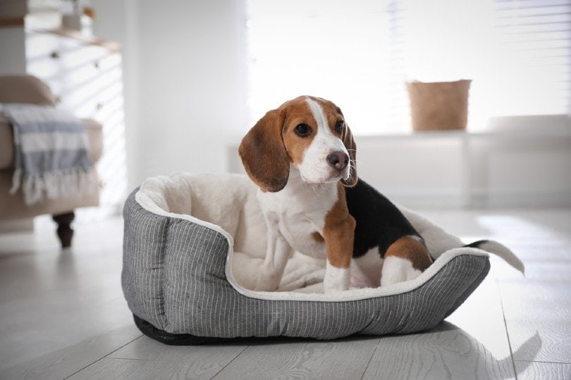 9 Best Dog Beds in the UK in 2026 - Reviews & Top Picks