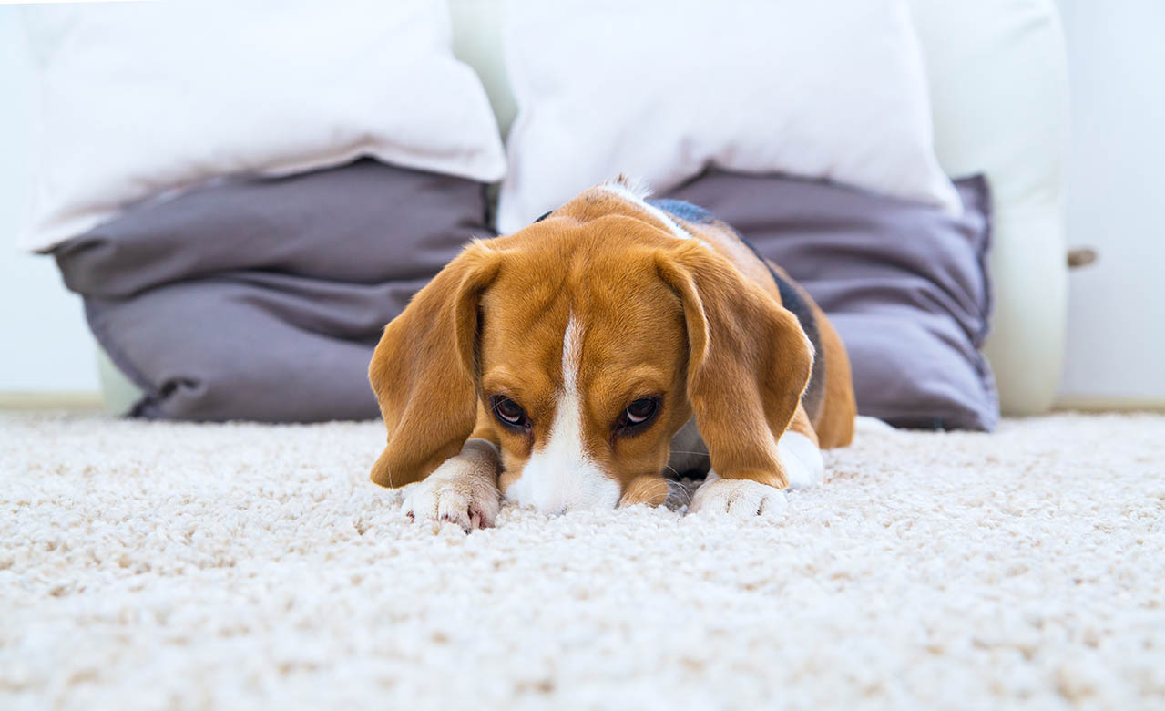 How to Clean Dog Diarrhea from Carpet: Easy & Effective Methods