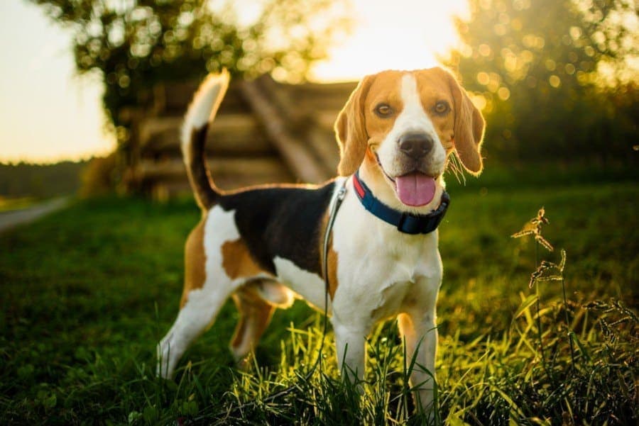 How Big Do Beagles Get? With Growth & Weight Chart