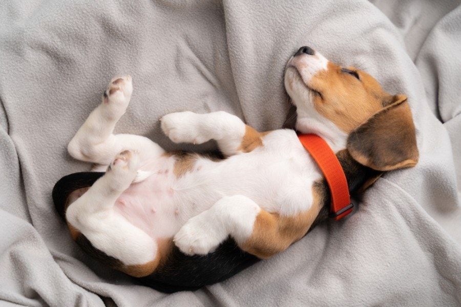 Do Beagles Sleep a Lot? Vet-Reviewed Breed Facts & FAQs