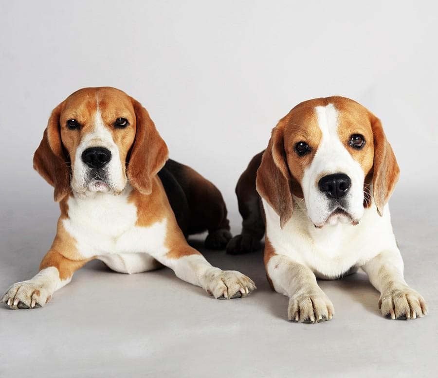 Are Beagles Hypoallergenic? Breed Facts & FAQ