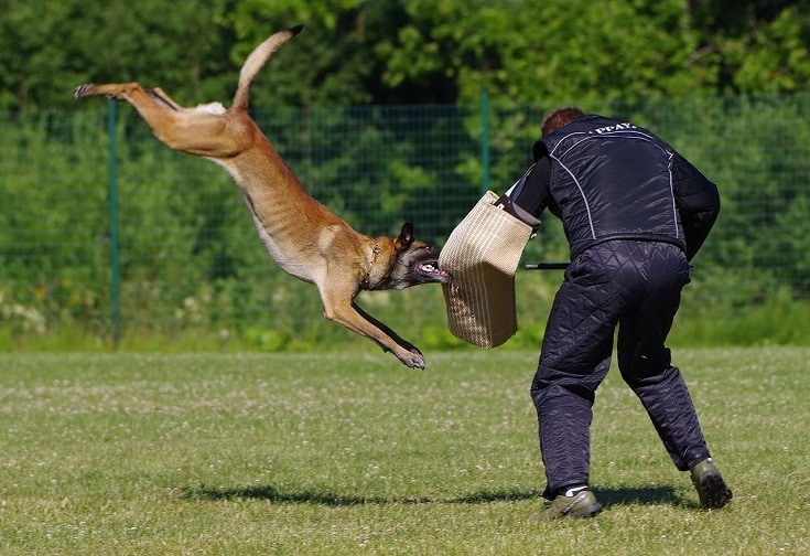 How To Train A Belgian Malinois - 10 Expert Tips