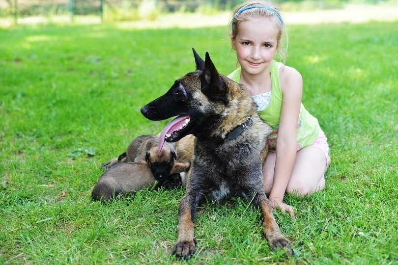 Are Belgian Malinois Good Family Pets? Trainability, Temperament & Health