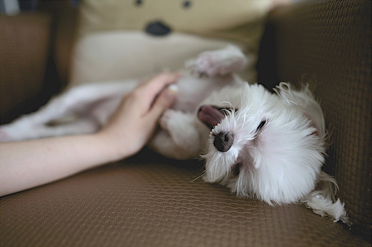 Are Dogs Ticklish? Common Tickle Spots & Tips