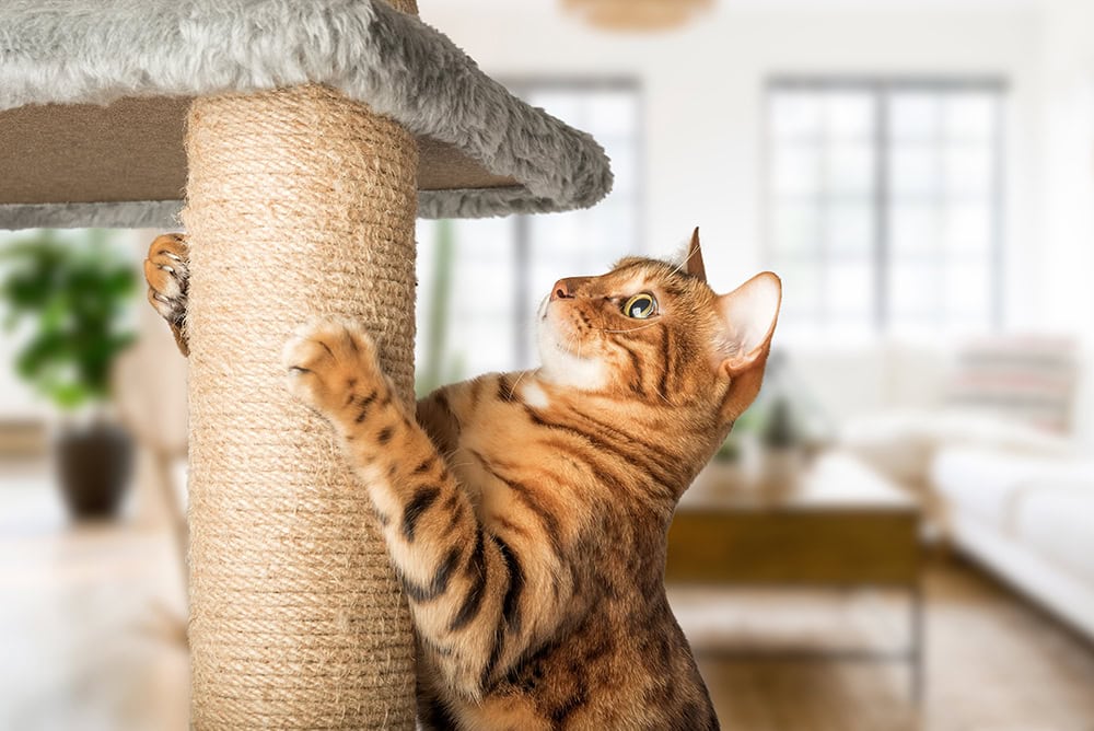 Why Do Cats Scratch? 5 Reasons & How to Stop It