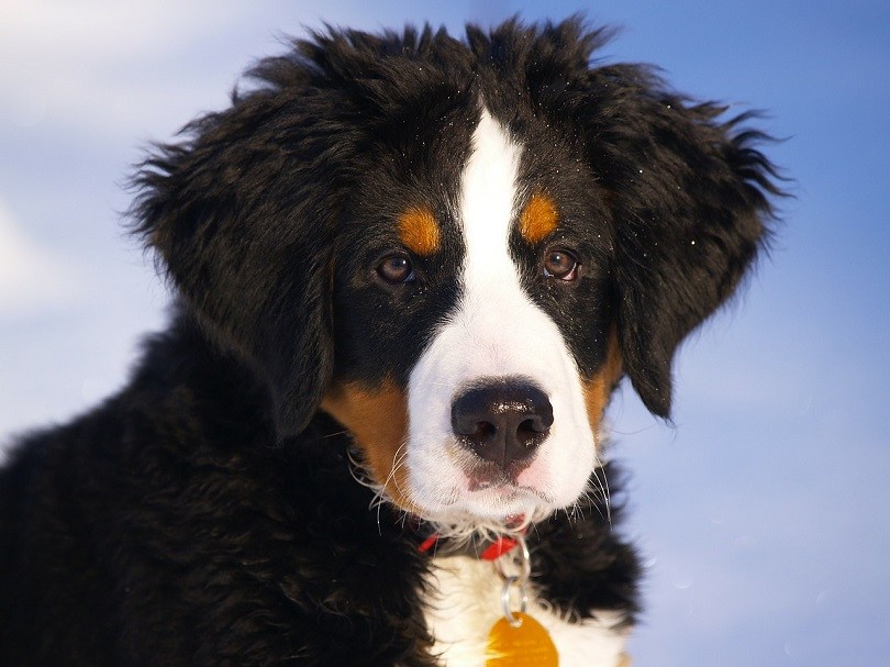 Great Bernese (Bernese Mountain Dog & Great Pyrenees Mix): Info, Pictures, Facts