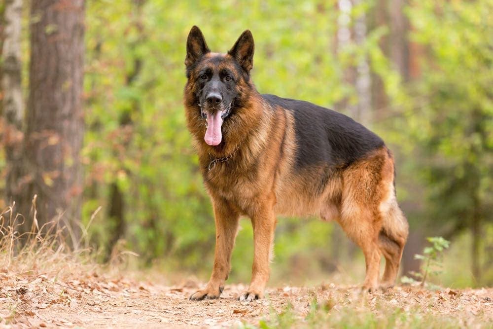 Do German Shepherds Make Good Guard Dogs? Breed Facts & FAQ