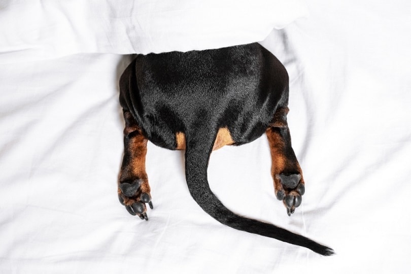 Why Do Dogs Drag Their Butts? Vet-Approved Reasons