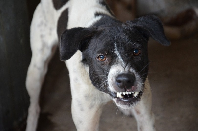 Why Do Dogs Growl? 5 Reasons & How to Stop It