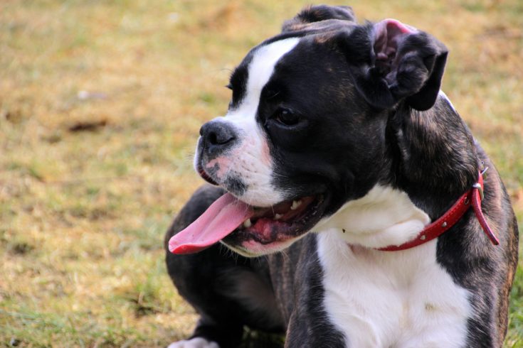 Miniature Boxer Dog Breed: Info, Pictures, Care Guide & More