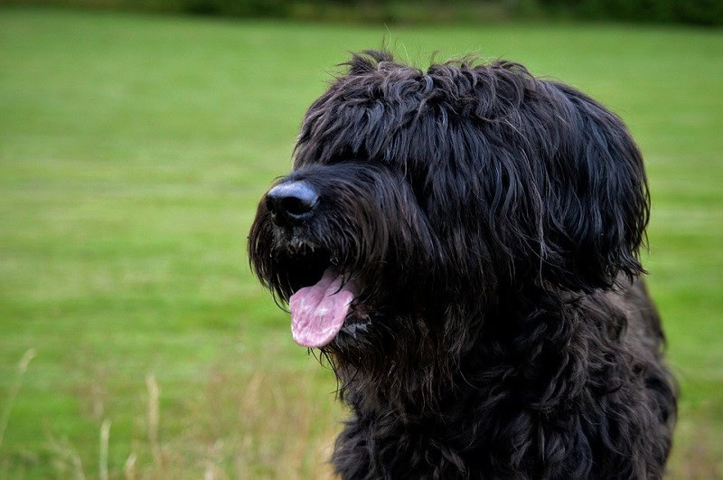 Briard Dog Breed: Info, Pictures, Characteristics & Facts