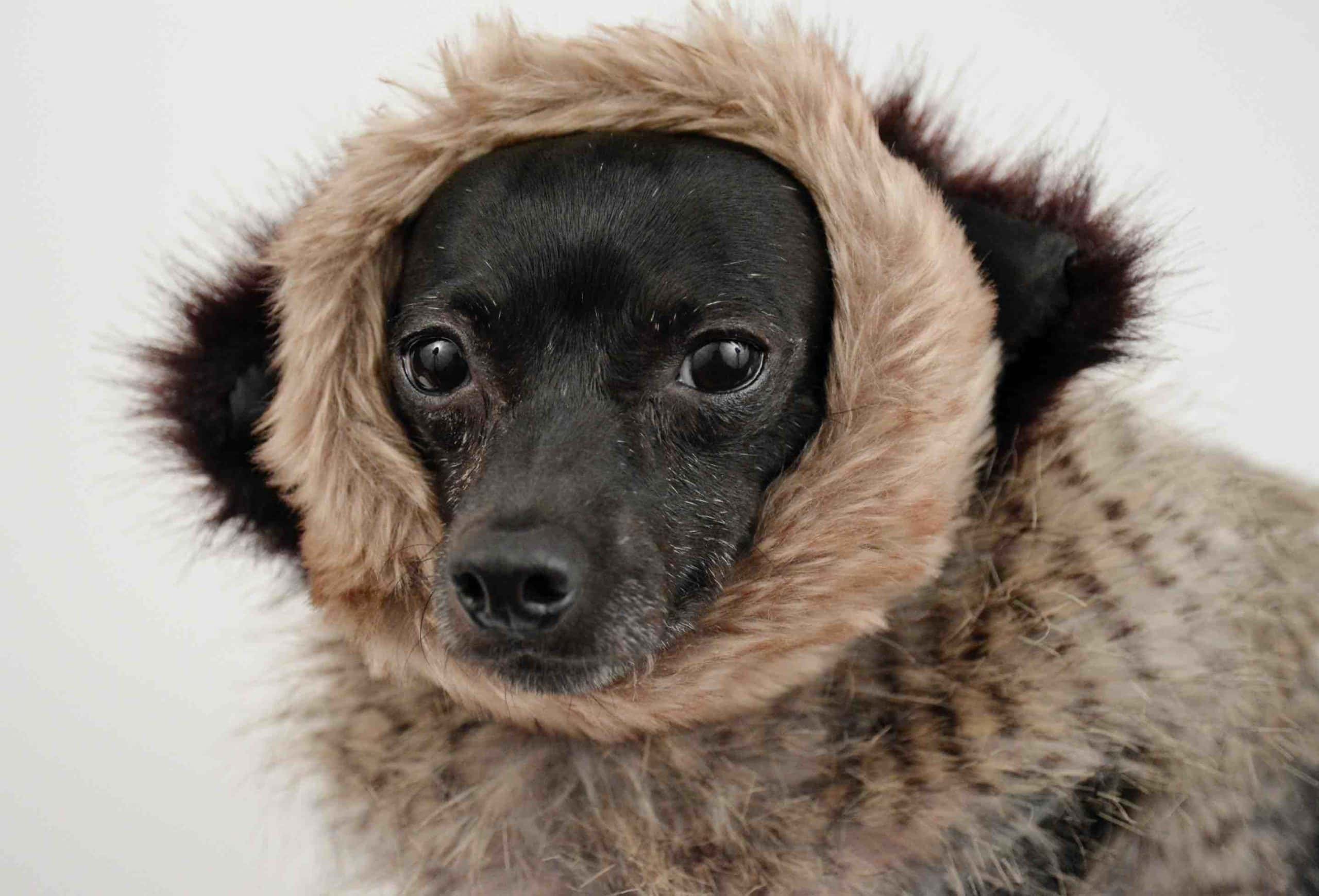 19 Stylish DIY Dog Coat Ideas You Can Make Today (With Pictures)
