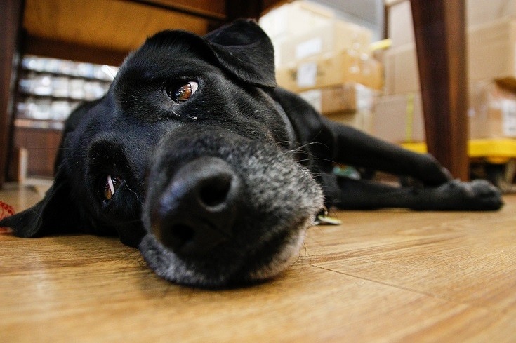 What Do Seizures Look Like in Dogs? 7 Vet-Approved Signs to Look For