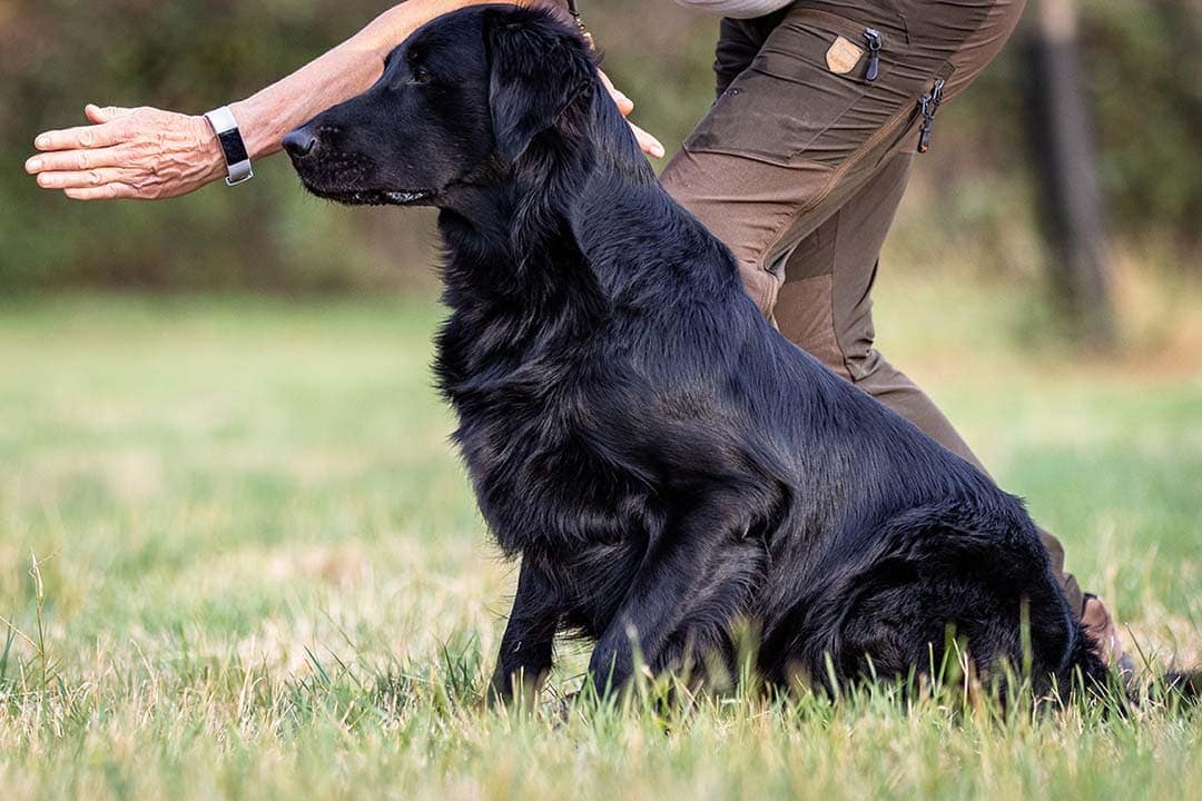 Types of Dog Training - 7 Proven Methods