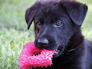 6 Best Chew Toys for Teething Puppies - 2026 Reviews & Top Picks