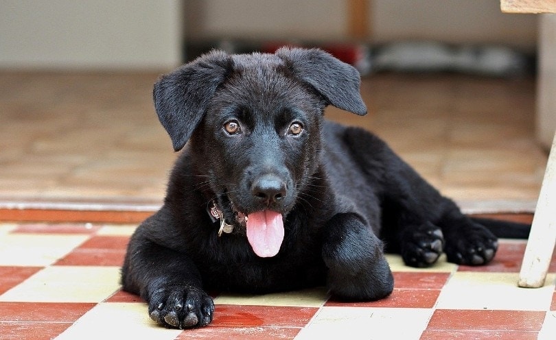 black german shepherd puppy