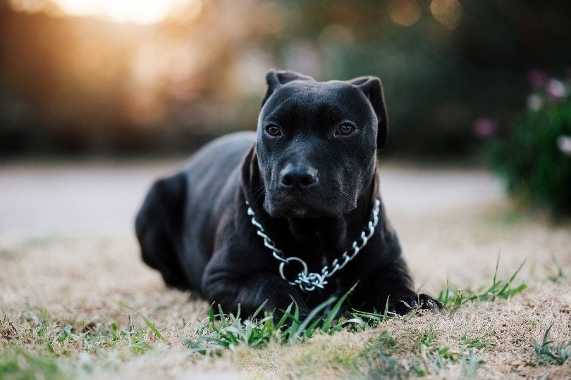 5 Types of Pitbull Dog Breeds: Info, Pictures, Facts & History