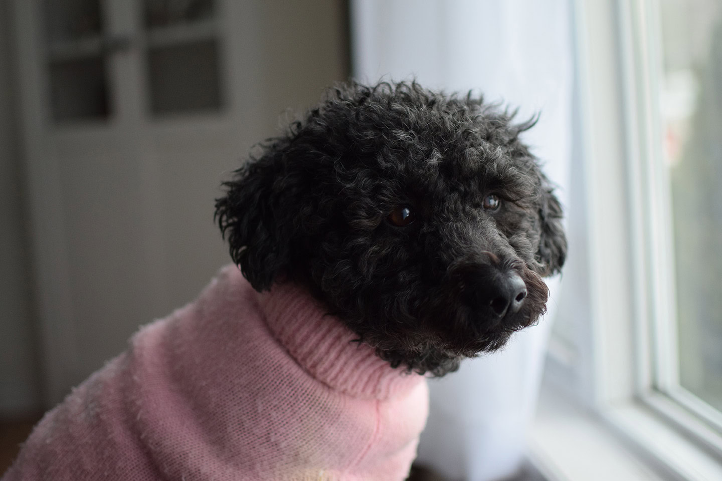 Scoodle (Poodle & Scottish Terrier Mix): Info, Pictures, Characteristics & Facts