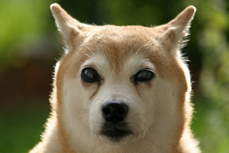 How to Tell If a Dog Is Blind: Vet-Verified Visual Tests & Advice