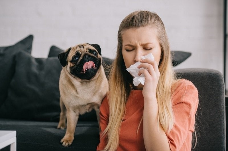 Are Pugs Hypoallergenic? Vet-Reviewed Dog Allergy Facts