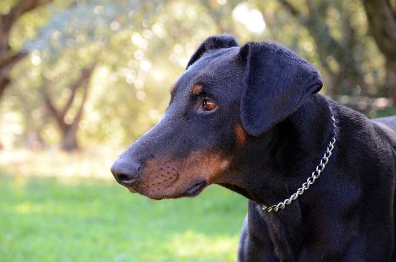 blue doberman