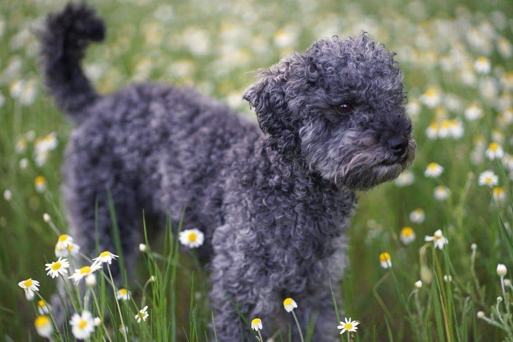 Blue Poodle: Facts, Origin & History (With Pictures)