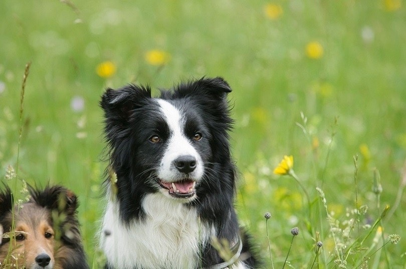 Are Border Collies Good With Kids? Breed Suggestions & FAQ
