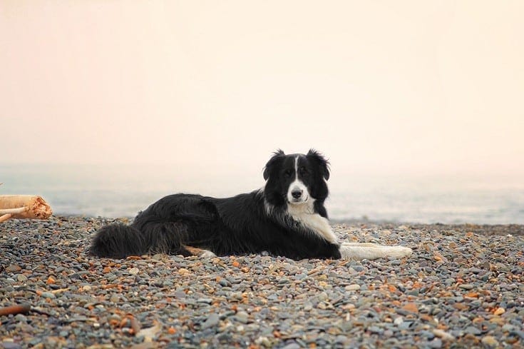 21 Border Collie Colors, Markings & Patterns (With Pictures)