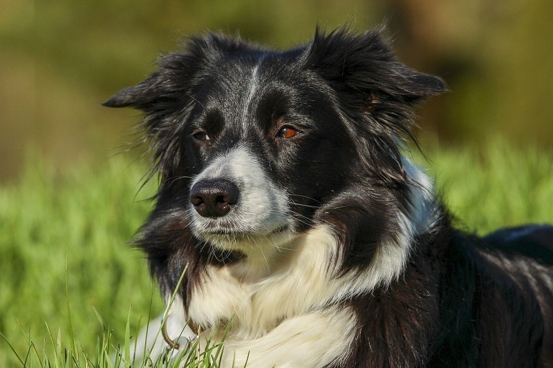 Are Border Collies Prone to Anxiety? Vet Approved Causes, Signs & Treatment