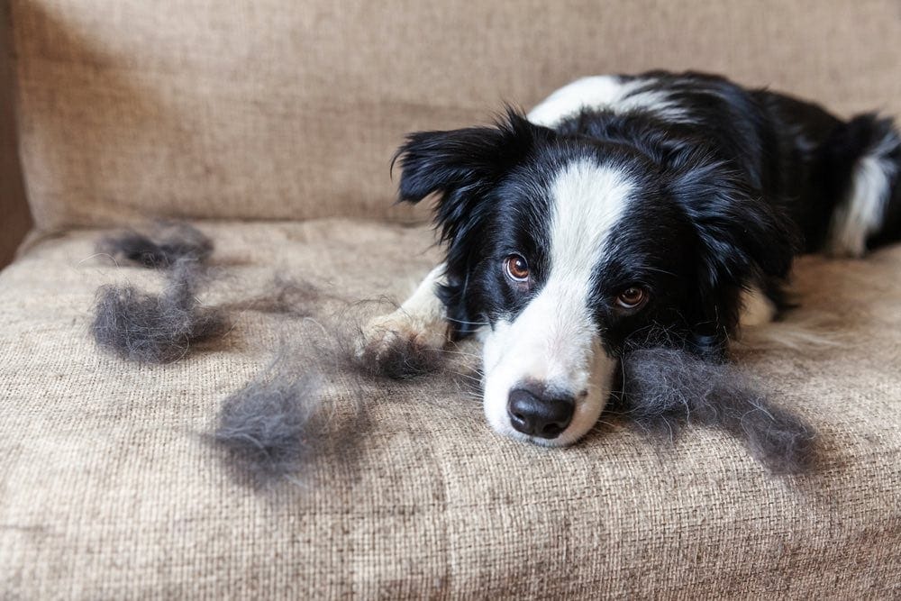 Composting Dog Hair and Fur: Science-Based Facts & FAQ