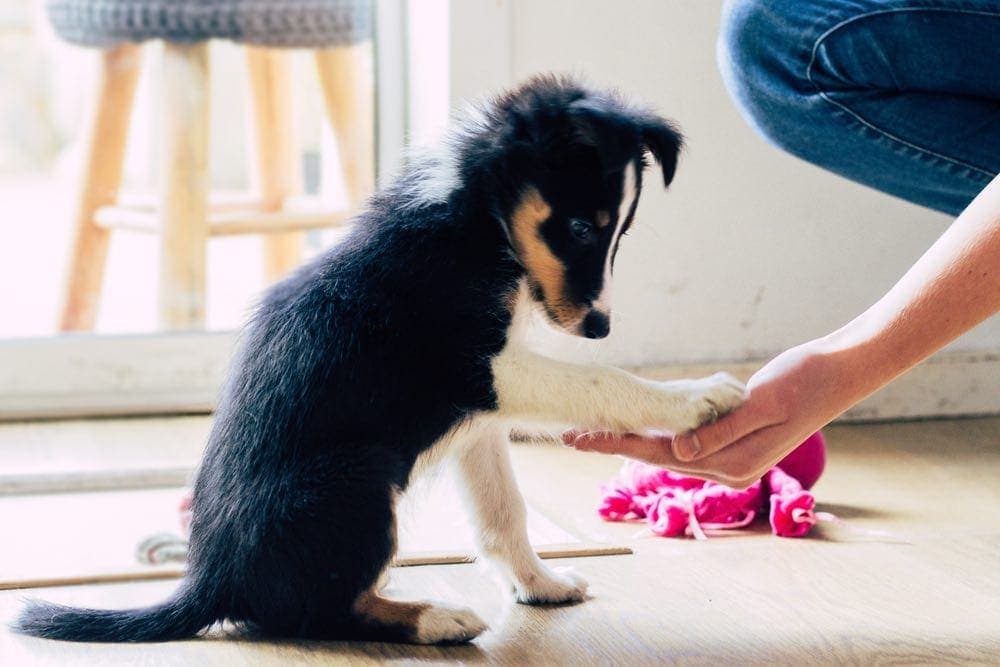 Top 13 Most Trainable Dog Breeds (With Info & Pictures)