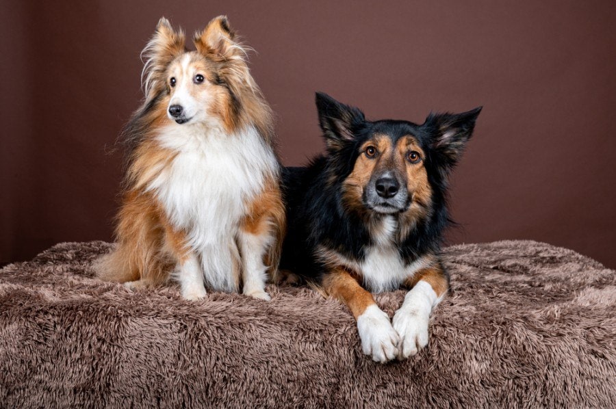 Border Collie Shetland Sheepdog Mix: Info, Pictures, Facts & Traits