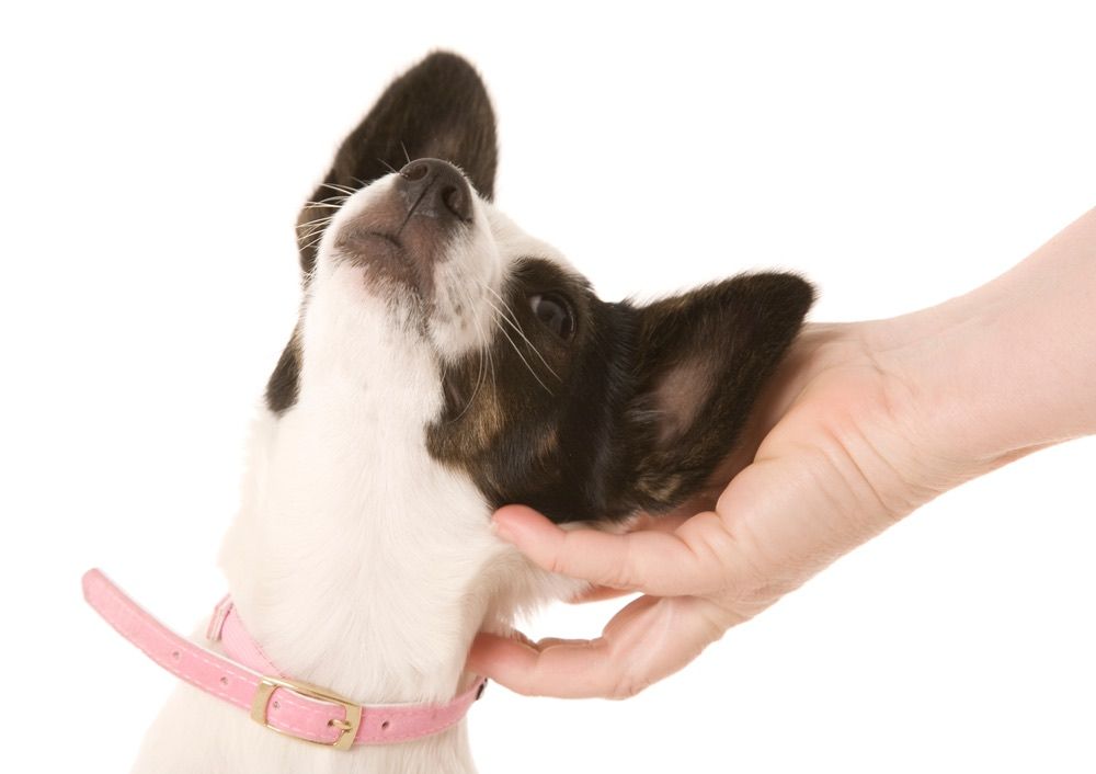 Bostillon (Boston Terrier & Papillon Mix): Info, Pictures, Care & More