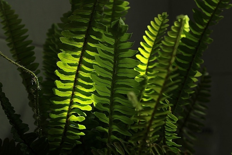 Are Boston Ferns Toxic to Dogs? Vet-Reviewed Toxicity & Facts