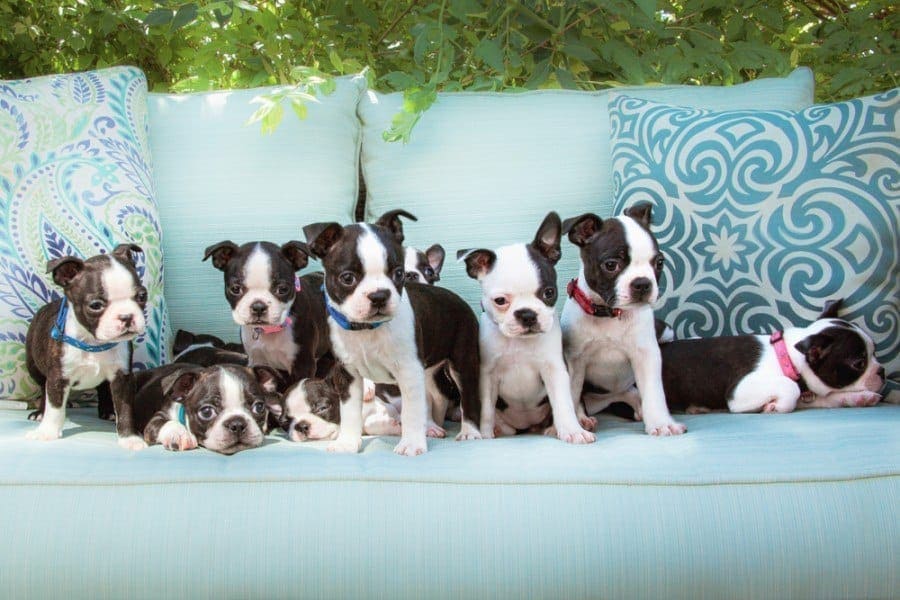 6 Boston Terrier Colors & Markings (With Pictures)