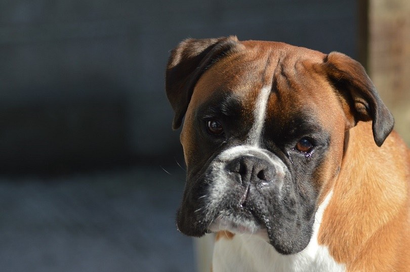 boxer