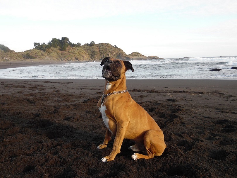 11 Dogs That Are Similar to Boxers (With Pictures)