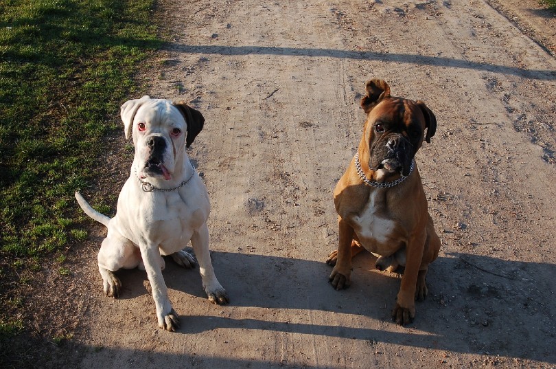 boxers obedience training