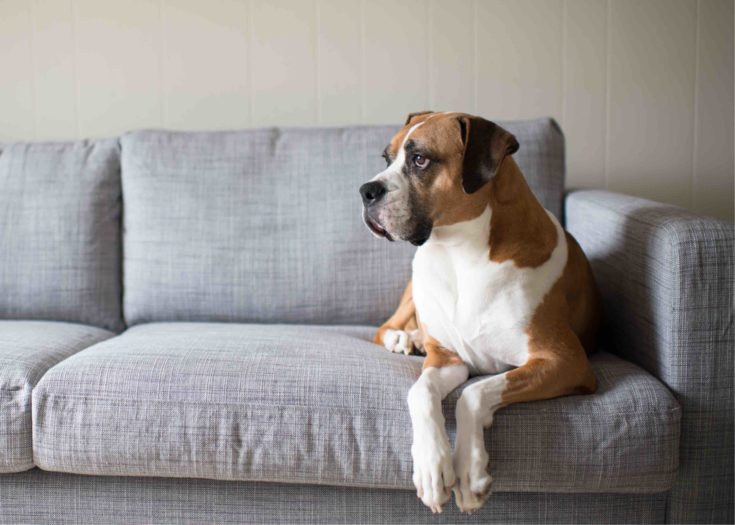 How Long Can I Leave My Dog Home Alone? Vet-Reviewed Facts to Consider