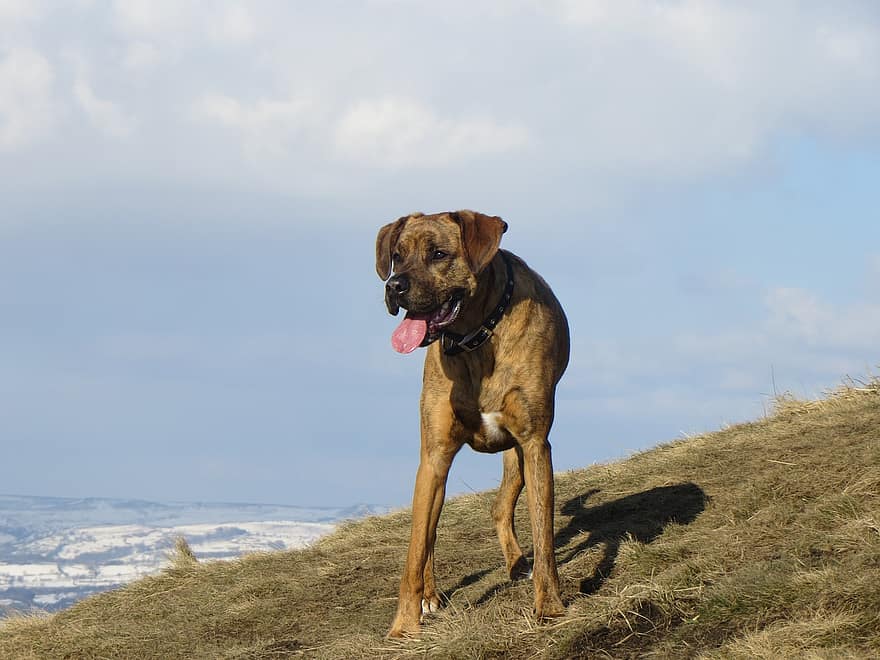 Boxador (Boxer & Lab Mix): Info, Pictures, Traits, Facts