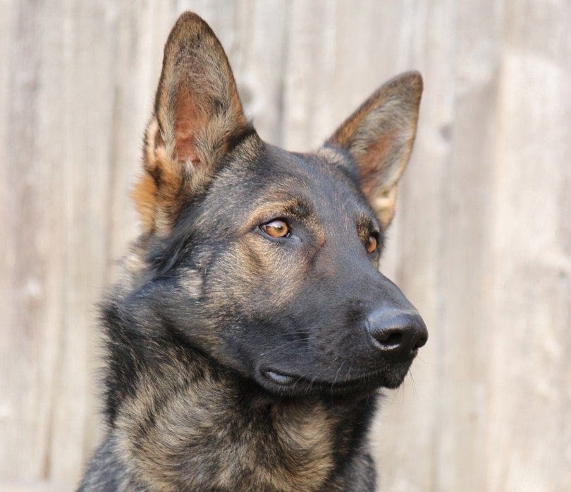 Brindle German Shepherd: Info, Pictures & Characteristics