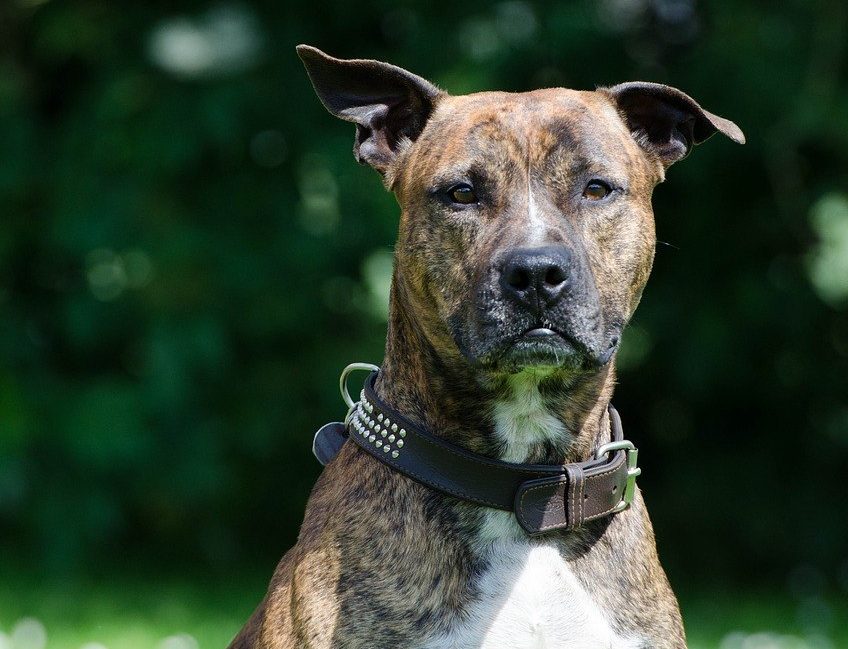 How to Make Pitbulls Big: Everything You Need to Know!