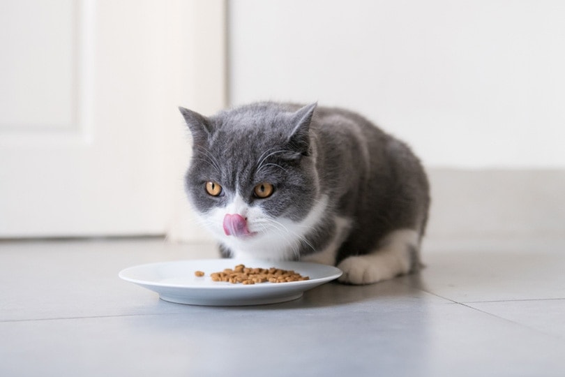 9 Best Budget Cat Foods in Canada – 2026 Reviews & Top Picks